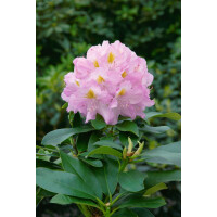 Rhododendron Hybr.Genoveva