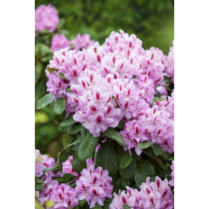 Rhododendron Hybr.Furnivalls Daughter