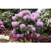 Rhododendron Hybr.Furnivalls Daughter