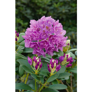 Rhododendron Hybr.Fastuos. Flore Pleno
