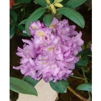 Rhododendron Hybr.Fastuos. Flore Pleno