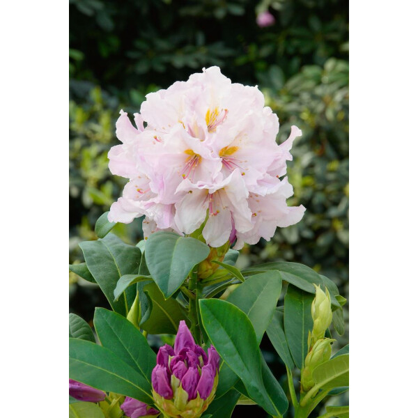 Rhododendron Hybr.Eskimo