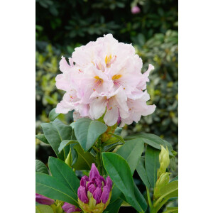 Rhododendron Hybr.Eskimo