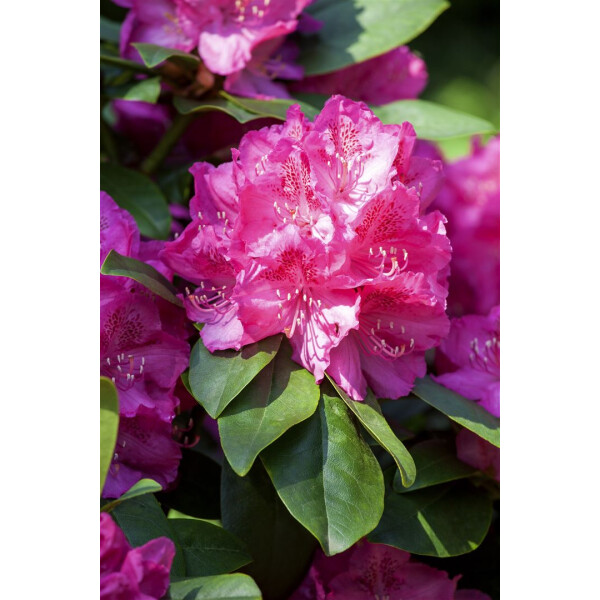 Rhododendron Hybr.Erich