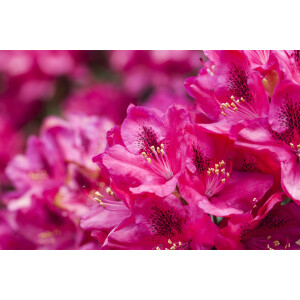 Rhododendron Hybr.Erato  -R-