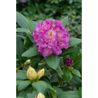 Rhododendron Hybr.Effner