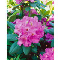 Rhododendron Hybr.Effner