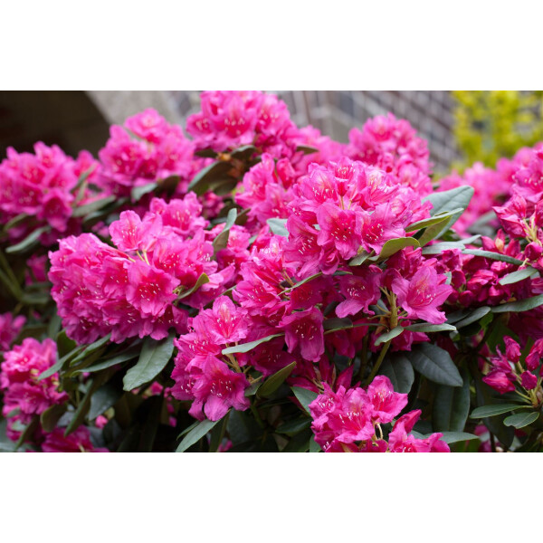 Rhododendron Hybr.Dr. H. C. Dresselhuys