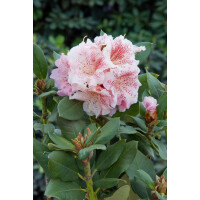 Rhododendron Hybr.Double Dots  -R-