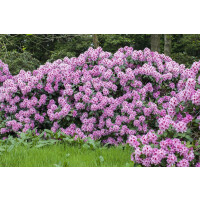 Rhododendron Hybr.Diadem