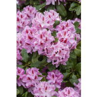 Rhododendron Hybr.Diadem