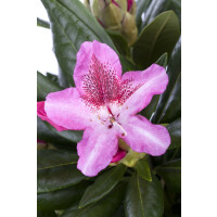 Rhododendron Hybr.Cosmopolitan