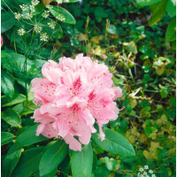 Rhododendron Hybr.Cosmopolitan