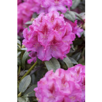 Rhododendron Hybr.Constanze