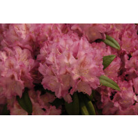 Rhododendron Hybr.Constanze