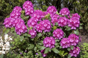 Rhododendron Hybr.Claudine