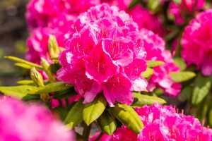 Rhododendron Hybr.Catharine van Tol