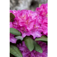 Rhododendron Hybr.Catharine van Tol