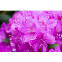 Rhododendron Hybr.Catawbiense Boursault