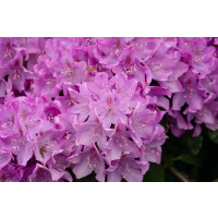 Rhododendron Hybr.Catawbiense Boursault