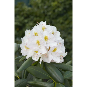 Rhododendron Hybr.Catawbiense Album