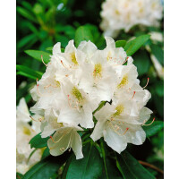 Rhododendron Hybr.Catawbiense Album