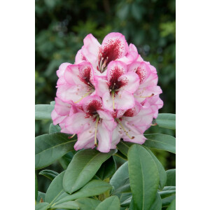 Rhododendron Hybr.Cassata
