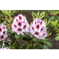 Rhododendron Hybr.Cassata