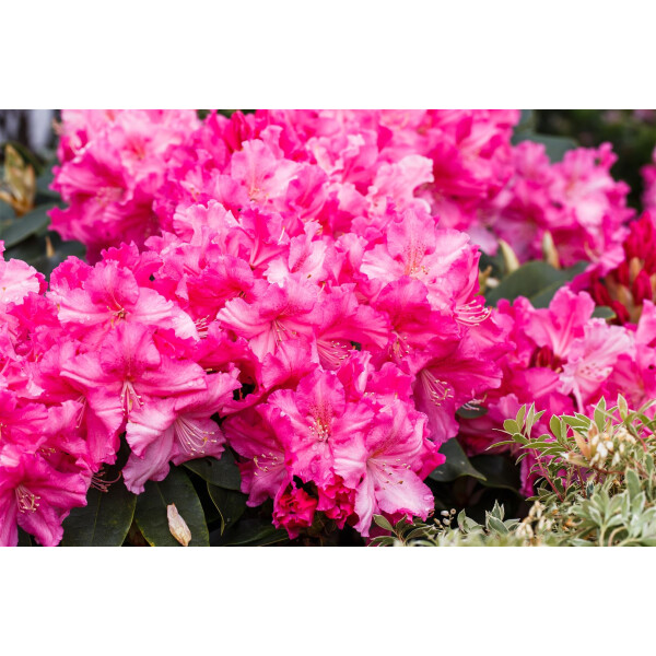 Rhododendron Hybr.Caruso  -R-
