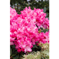 Rhododendron Hybr.Caruso  -R-