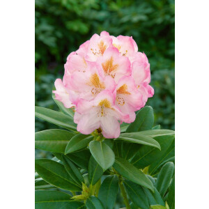 Rhododendron Hybr.Brigitte