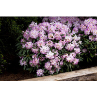 Rhododendron Hybr.Brigitte