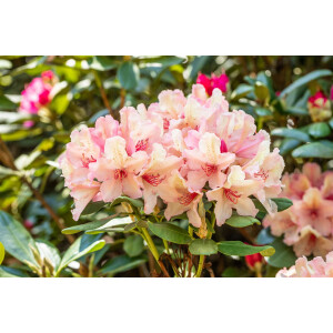 Rhododendron Hybr.Brasilia