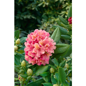 Rhododendron Hybr.Brasilia