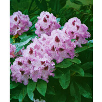 Rhododendron Hybr.Blue Peter