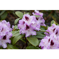 Rhododendron Hybr.Blue Peter