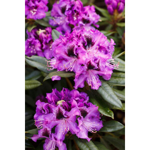 Rhododendron Hybr.Blaue Jungs