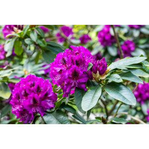 Rhododendron Hybr.Blaue Jungs