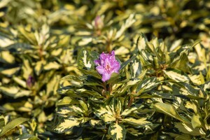 Rhododendron Hybr. Blattgold