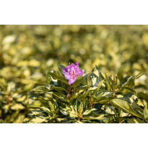 Rhododendron Hybr. Blattgold