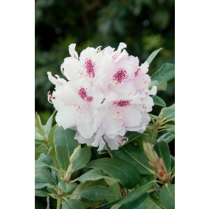 Rhododendron Hybr.Bismarck