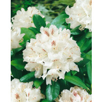 Rhododendron Hybr.Bismarck
