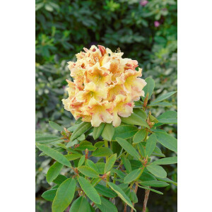 Rhododendron Hybr.Bernstein
