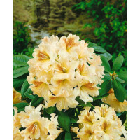 Rhododendron Hybr.Bernstein