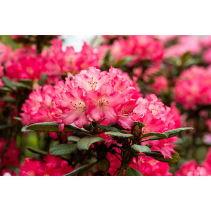 Rhododendron Hybr.Berliner Liebe
