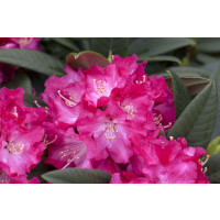 Rhododendron Hybr.Berliner Liebe