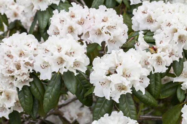 Rhododendron Hybr.Bellini