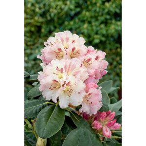 Rhododendron Hybr.Bellini