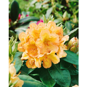 Rhododendron Hybr.Belkanto  -R-