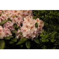 Rhododendron Hybr.Belami  -R-